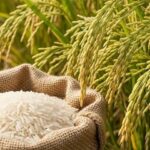 120-1768448300-120-1764690278-gia-lua-gao-hom-nay-3-10-1-1759455860