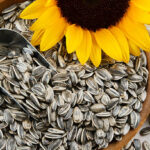 Nutritious sunflower seeds fill a wood bowl, accented with a metal scoop and yellow sunflower